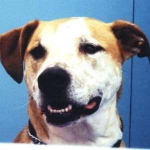 Meet your Posher, Dexter